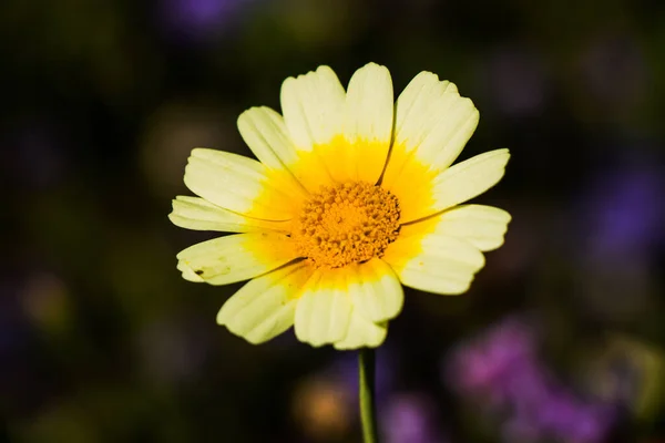 Primer Plano Una Hermosa Flor —  Fotos de Stock