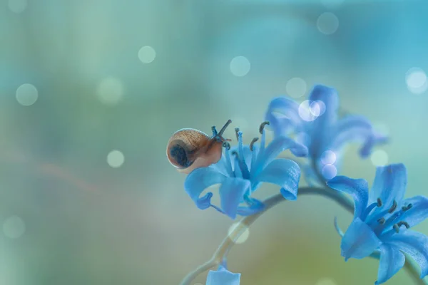 Een Close Shot Van Een Slak Kruipend Een Blauwe Bloem — Stockfoto