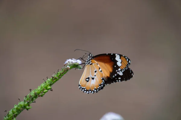 Gros Plan Sélectif Papillon Monarque Africain Perché Sur Une Fleur — Photo