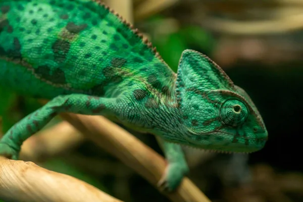 Enfoque Selectivo Joven Camaleón Verde Una Rama —  Fotos de Stock