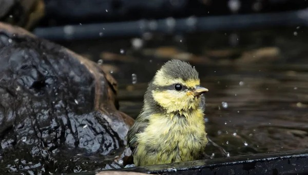 Blisko Małego Szarego Żółtego Ptaka Zięby Stojącego Małym Strumieniu Obok — Zdjęcie stockowe
