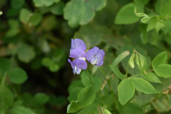 森の中に紫色の花が咲く野生の植物 — ストック写真