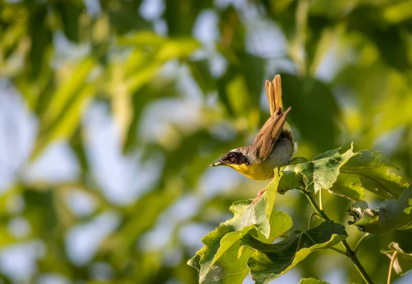 Płytkie Ujęcie Ostrości Męskiego Żółtawego Gardła Siedzącego Drzewie Zielonymi Liśćmi — Zdjęcie stockowe