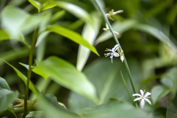 Tiro Seletivo Foco Plantas Verdes Crescentes Natureza — Fotografia de Stock