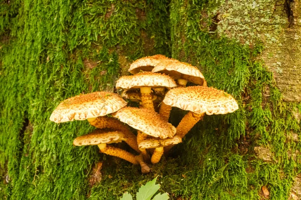 Eine Nahaufnahme Von Baumpilzen — Stockfoto