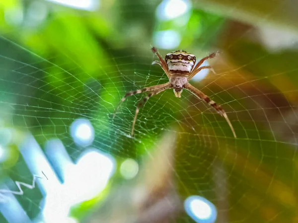 Selektivní Záběr Pavouka Který Šije Svou Síť — Stock fotografie
