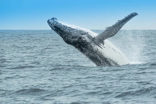 바다위에 혹등고래의 — 스톡 사진