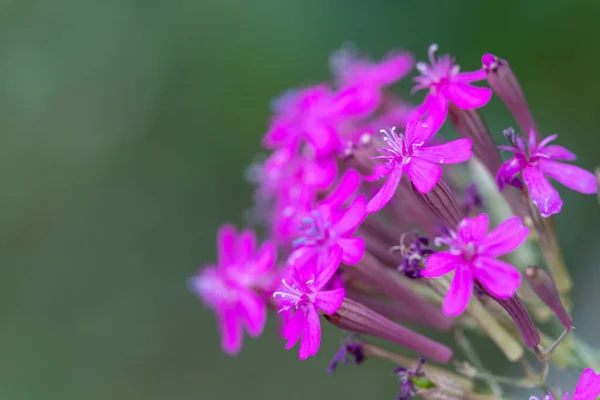 Egy Makró Felvétel Édes William Campion Virágokról — Stock Fotó