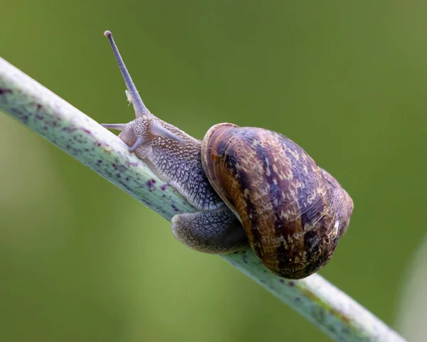 Macro Scatto Uno Stagno Lumache Striscianti Adagiate Ramoscello Vegetale Con — Foto Stock