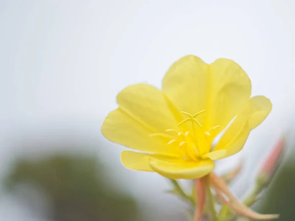 Detailní Záběr Krásné Žluté Večerní Růžové Květy — Stock fotografie