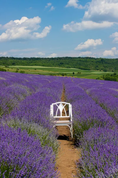 Uma Cadeira Campo Lavanda Roxa — Fotografia de Stock