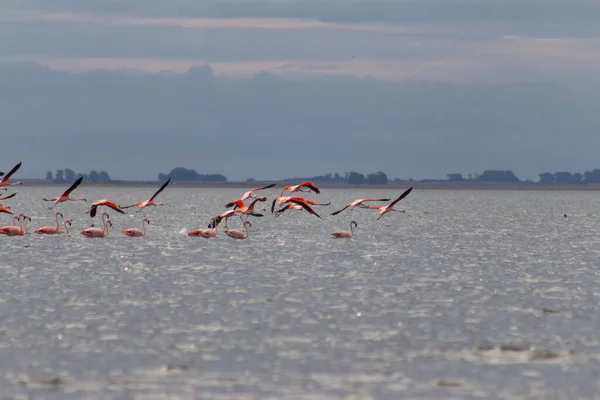 Selektywne Skupienie Stada Flamingów Żerujących Jeziorze Epecuen Buenos Aires Argentyna — Zdjęcie stockowe