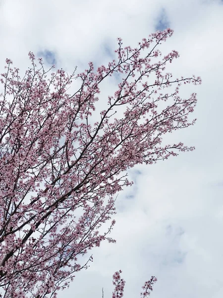 Plan Vertical Belles Fleurs Cerisier Rose Par Une Belle Journée — Photo