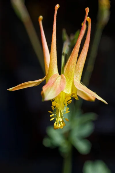 Közelkép Egy Gyönyörű Egzotikus Aquilegia Virágról — Stock Fotó