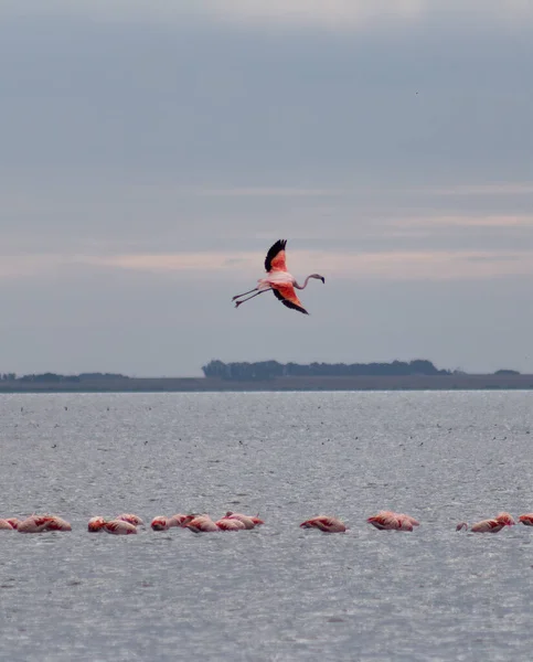 阿根廷布宜诺斯艾利斯Epecuen湖上的火烈鸟在羊群觅食时的选择性飞行焦点 — 图库照片