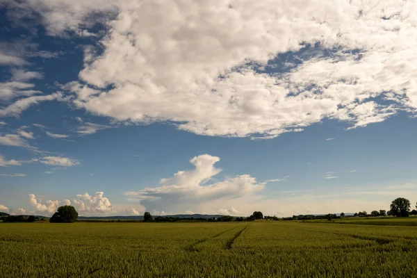Zapierający Dech Piersiach Widok Łąkę Pokrytą Trawą Pod Pięknymi Chmurami — Zdjęcie stockowe