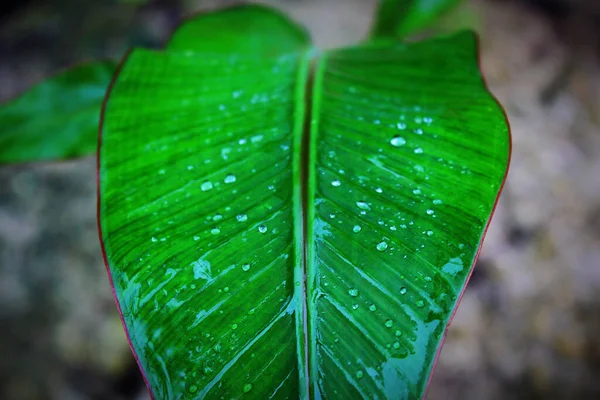 水滴と新鮮な緑の葉の選択的なフォーカスショット — ストック写真