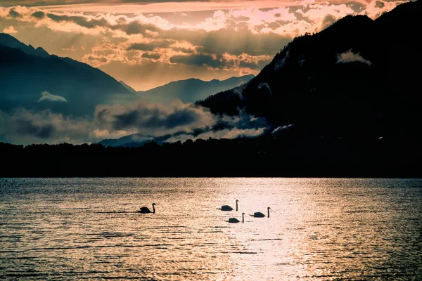 Paisaje Lago Con Cisnes Nadando Rodeado Colinas Durante Puesta Del — Foto de Stock