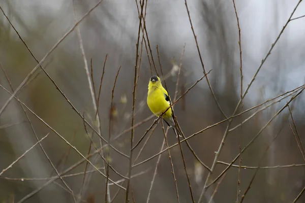 一张美国金翅雀在树枝上的特写照片 — 图库照片