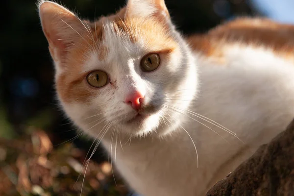 太陽の下でカメラを見つめた可愛い生姜と白い猫の肖像画 — ストック写真