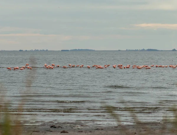 Foco Seletivo Flamingo Rebanho Que Forrageia Lago Epecuen Buenos Aires — Fotografia de Stock