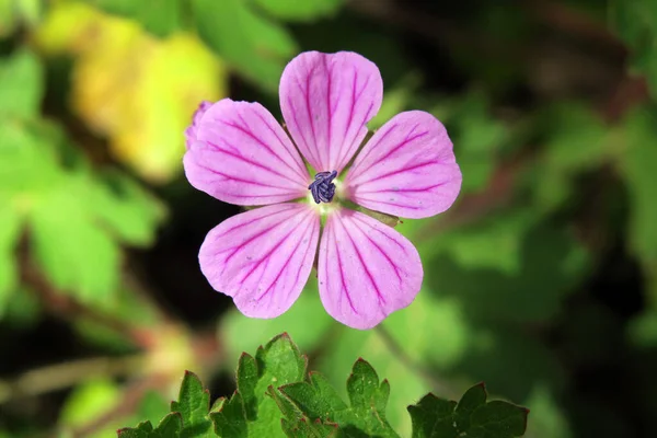 Closeup Herb Robert Flower Garden Sunlight Blurry Background — Stock Photo, Image