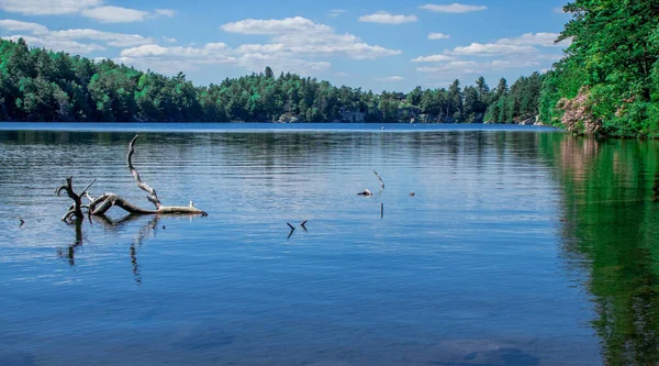 Paisaje Lago Rodeado Vegetación Bajo Luz Del Sol Cielo Azul — Foto de Stock