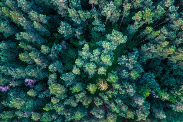 Luftaufnahme Eines Dichten Waldes Mit Büschen Und Bäumen Tageslicht — Stockfoto