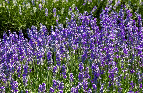 Tiro Close Plantas Lavandula Angustifolia Floridas Foco Seletivo — Fotografia de Stock