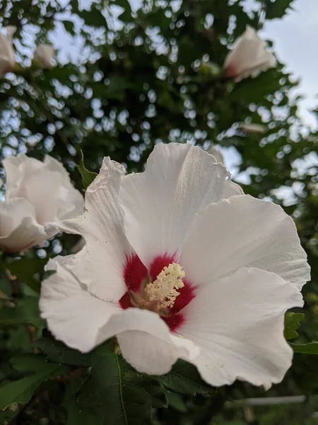 Közeli Kép Egy Fehér Színű Hibiszkusz Virág Virágzik Kertben — Stock Fotó