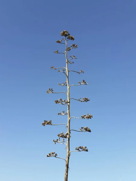 Вертикальный Снимок Длинного Тонкого Дерева Равномерно Расположенными Маленькими Ветвями Красивом — стоковое фото