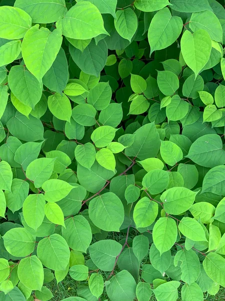Reynoutria Japonica Especie Invasora Arbusto Con Hojas Verdes Extiende Por — Foto de Stock