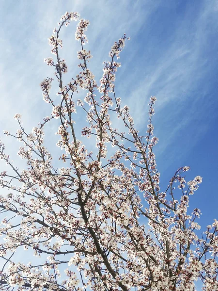 Cliché Vertical Délicates Fleurs Cerisier Nouvellement Fleuries Par Une Journée — Photo