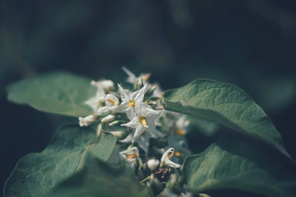 Ένα Κοντινό Πλάνο Των Κοινών Λευκών Λουλουδιών Γιασεμί Που Απομονώνονται — Φωτογραφία Αρχείου