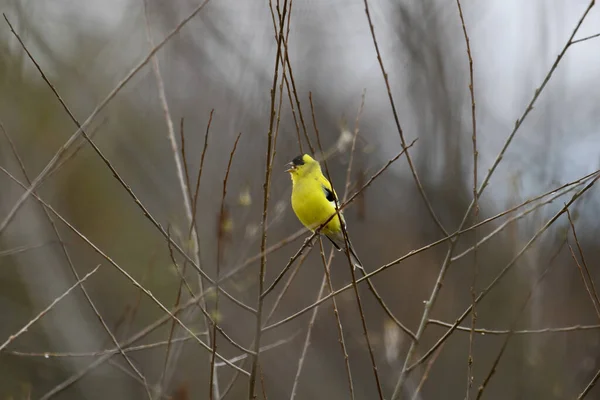 Closeup Shot American Goldfinch Tree Branch — Stock Photo, Image