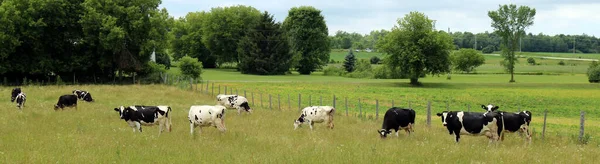 Panoramautsikt Över Holsteins Mjölkkor Som Betar Ängen Solig Sommardag — Stockfoto