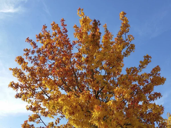 真っ青な空に背の高い木の上に美しいオレンジの葉のクローズアップ — ストック写真