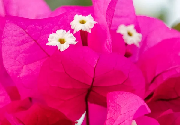 Close Flores Bougainvillea Florescendo Jardim Sob Luz Sol Com Fundo — Fotografia de Stock