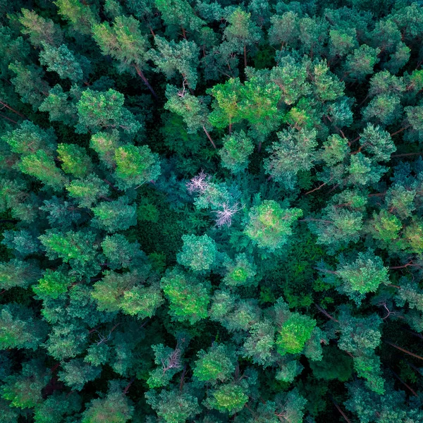 Tiro Aéreo Uma Floresta Espessa Coberta Arbustos Árvores Luz Dia — Fotografia de Stock