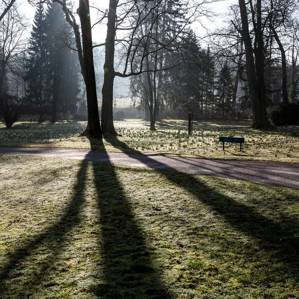 芝生の上で影遊び 霜や霧を持つ公園内の木 — ストック写真