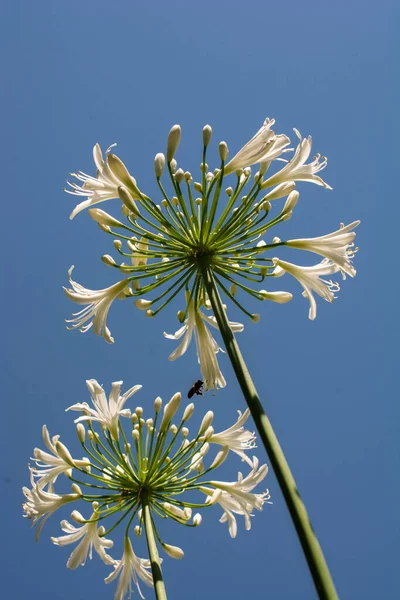 Vertikální Záběr Agapanthus Květiny Modrém Pozadí Oblohy — Stock fotografie