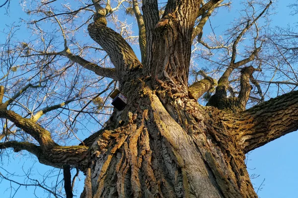 Tiro Tronco Árvore Fundo Azul Céu — Fotografia de Stock