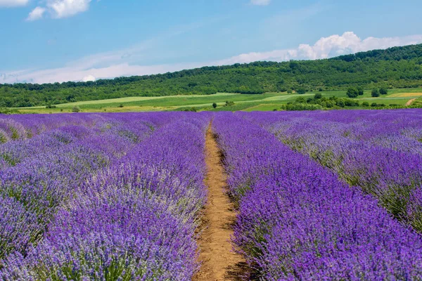 Beautiful Landscape Field Flowering Lavender — Stock Photo, Image