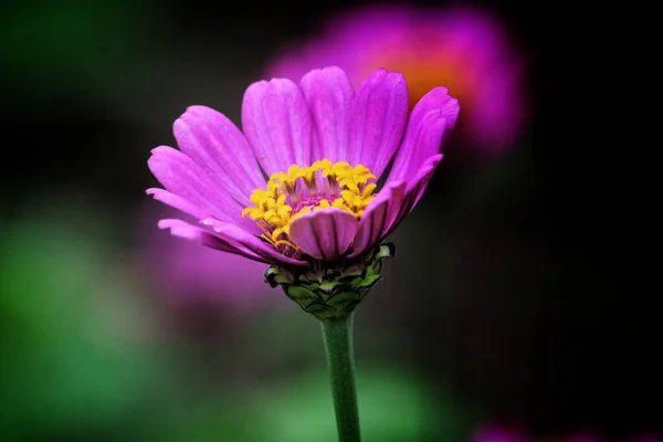 Μια Επιλεκτική Φωτογραφία Ενός Όμορφου Ροζ Λουλουδιού Ζίννια — Φωτογραφία Αρχείου