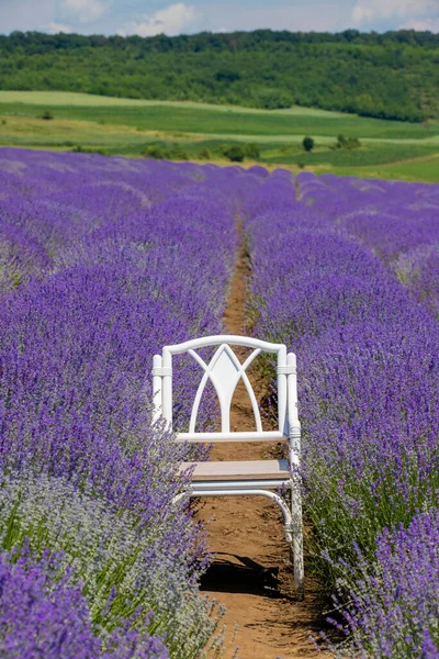 Uma Cadeira Branca Meio Belo Campo Lavanda Roxa — Fotografia de Stock