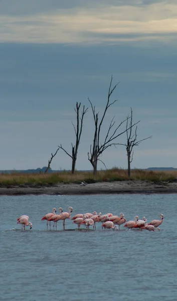 阿根廷布宜诺斯艾利斯Epecuen湖上的一群火烈鸟觅食的选择性焦点 — 图库照片