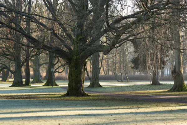 Fák Parkban Árnyjáték Rekedt Rét Réten Reggeli Órákban — Stock Fotó