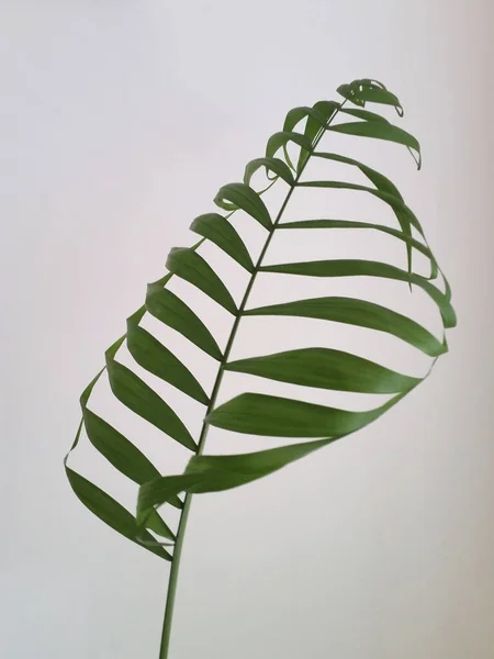 在孤立的白色背景上的竹子棕榈大叶子的垂直截图 — 图库照片