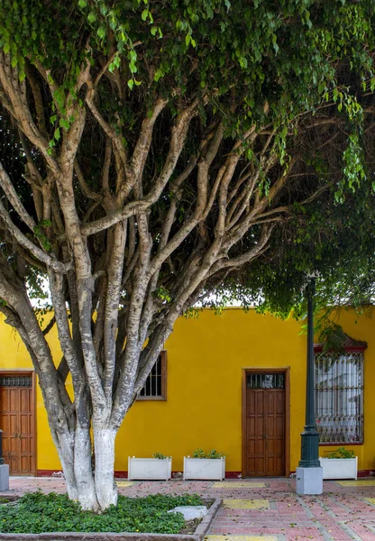 Häuserfassaden Kolonialstil Mit Einem Großen Baum Viertel Barranco — Stockfoto