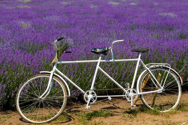 Vintage Tandem Rower Pięknym Polu Lawendy Słoneczny Dzień — Zdjęcie stockowe